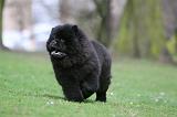 CHOW CHOW 699